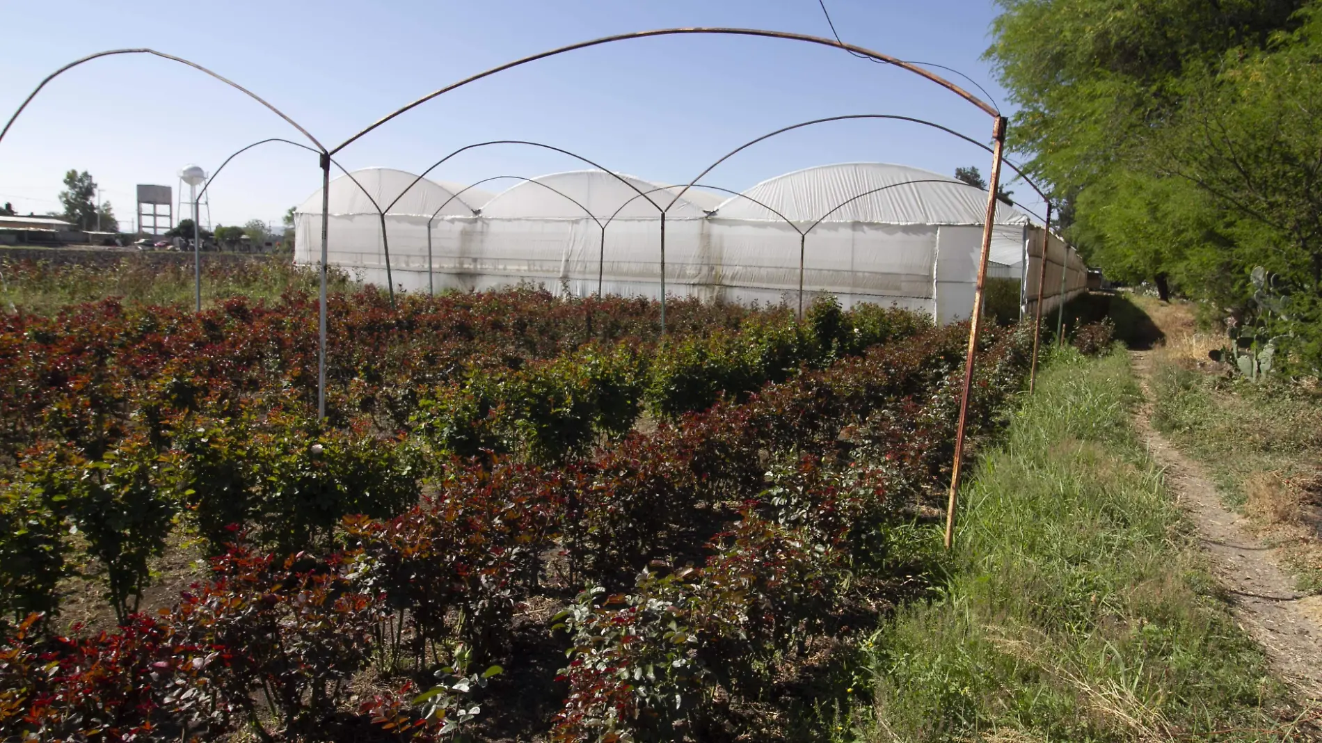 También cultivan rosas al aire libre. Foto César Ortiz